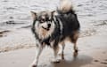 Finnish Lapphund - blue