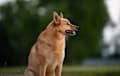 Finnish Spitz - red