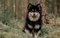Finnish Lapphund - black