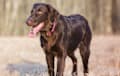 Flat Coated Retriever - liver