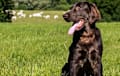 Flat Coated Retriever - liver