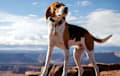 Foxhound - Tri-color