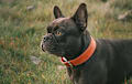 French Bulldog - chocolate