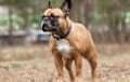 French Bulldog - red fawn