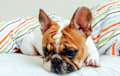 French Bulldog - red pied 