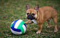 French Bulldog - red fawn
