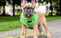 French Bulldog - lilac