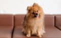 German Spitz - red