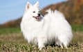German Spitz - white