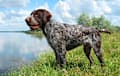 German Wirehaired Pointer - liver