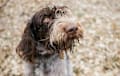 German Wirehaired Pointer - liver