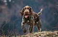 German Wirehaired Pointer - liver