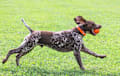 German Shorthaired Pointer - liver 