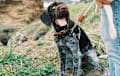 German Wirehaired Pointer - liver