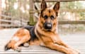 German Shepherd Dog - sable