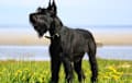 Giant Schnauzer - black