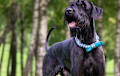 Giant Schnauzer - black
