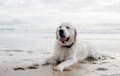 Golden Retriever - cream
