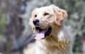 Golden Retriever - light golden