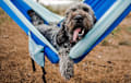 Goldendoodle - Black