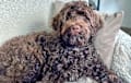 Goldendoodle - Gray