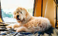 Goldendoodle - champagne