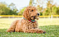 Goldendoodle - golden