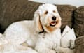 Goldendoodle - white