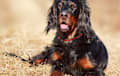 Gordon Setter - Black and red