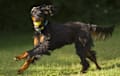 Gordon Setter - Black and red