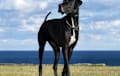 Great Dane - Black