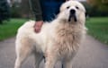 Great Pyrenees - white