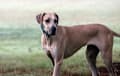 Great Dane - fawn