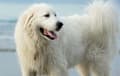 Great Pyrenees - white