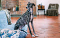 Greyhound - gray brindle