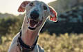 Greyhound - white