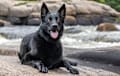 German Shepherd Dog - Black