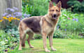 German Shepherd Dog - Liver