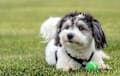 Havanese - black and white