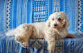 Havanese - white