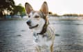 Husky Corgi Mix - sable