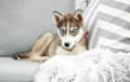 husky - agoutti