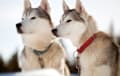 Husky - gray and white