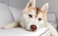 husky - dilute red