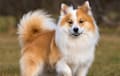 Icelandic Sheepdog - red