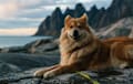 Icelandic Sheepdog - red