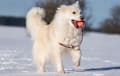 Icelandic Sheepdog - white