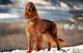 Irish Setter - red