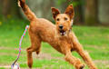 Irish Terrier - red