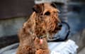 Irish Terrier - red